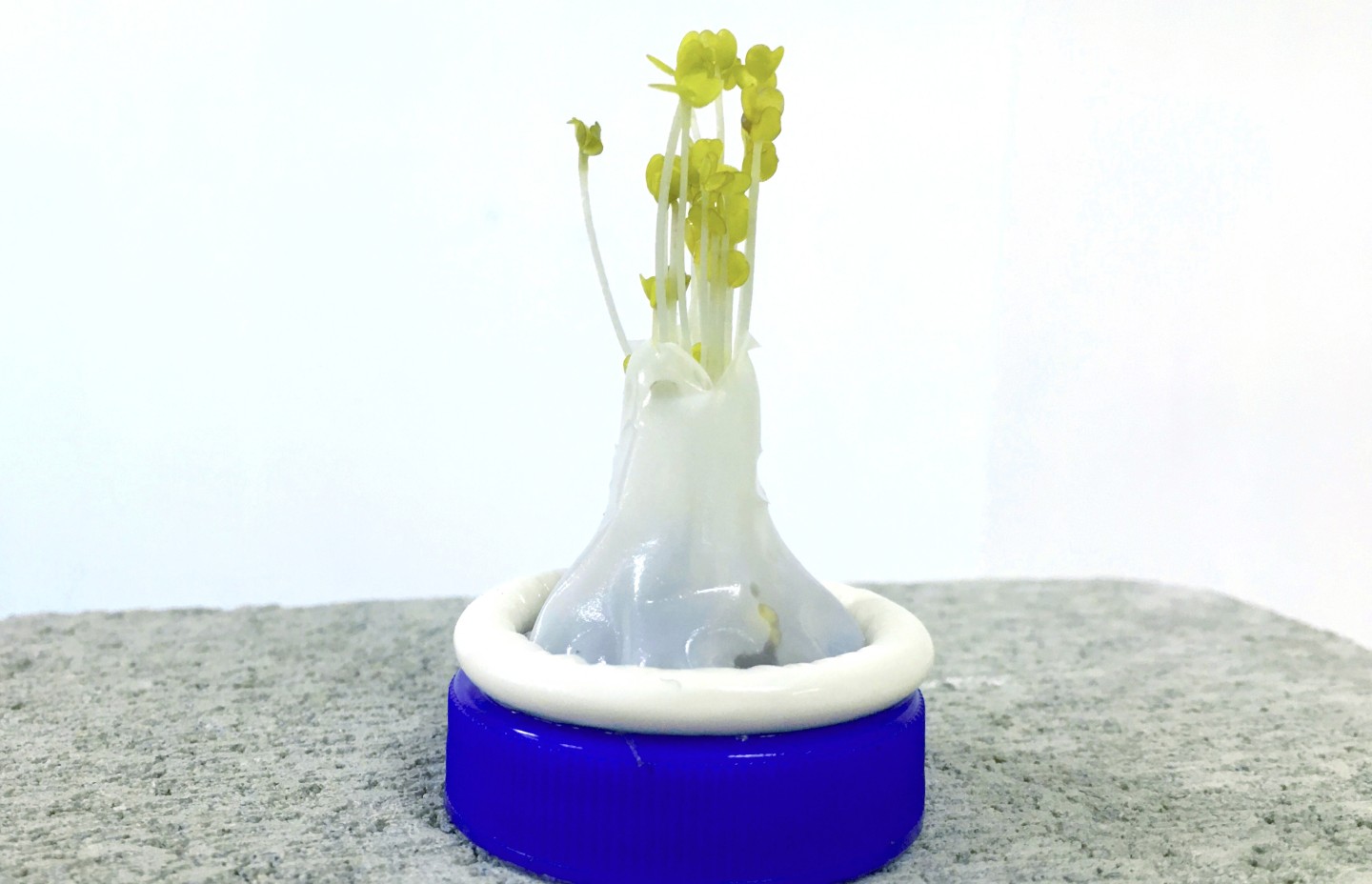 Sur un capuchon de bouteille en plastique bleu se trouve un préservatif avec des petites plantes qui en sortent.